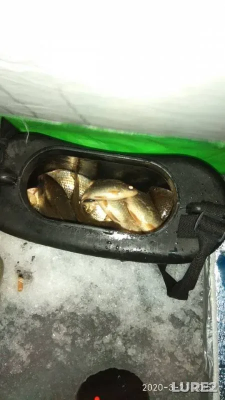 Crucian carp — Aplyatskoye, Mar 22, 2020