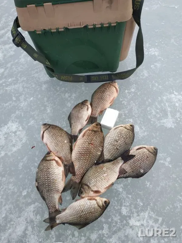 Crucian carp — Bolshoye Tarmanskoye, Mar 25, 2020