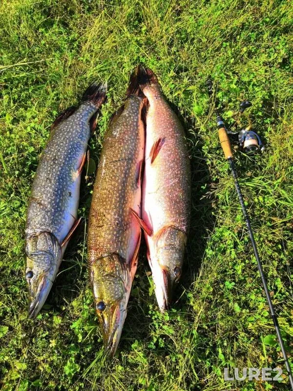 Pike — protoka Bolshaya Yuganskaya, Aug 13, 2019