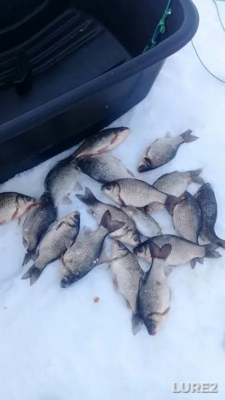 Crucian carp — Bolshoye Solovoye, Mar 26, 2020