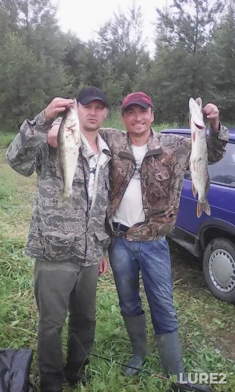 Pike, Zander — staritsa Losikha, May 12, 2018