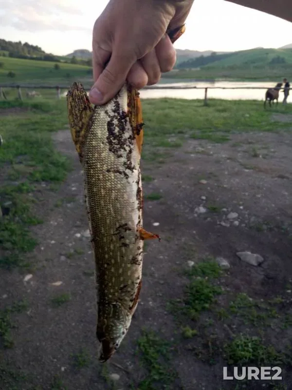 Pike — Puchina, Jul 05, 2016