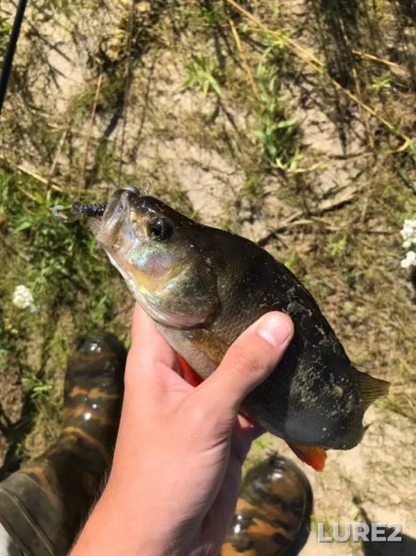 Perch — Bolshoy Balyk, Aug 11, 2019