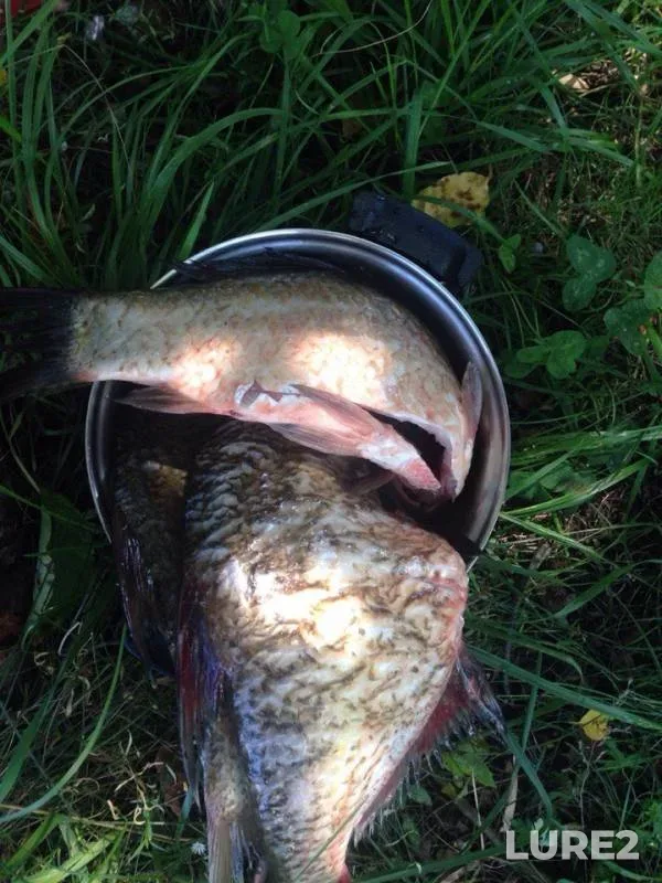 Bream, Pike — Biya, Aug 05, 2016