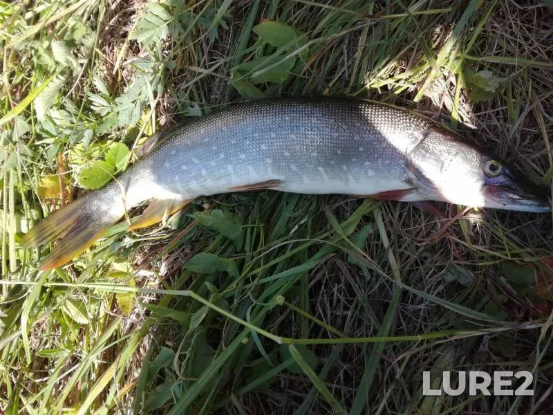Pike — Setovochka, Jul 09, 2017
