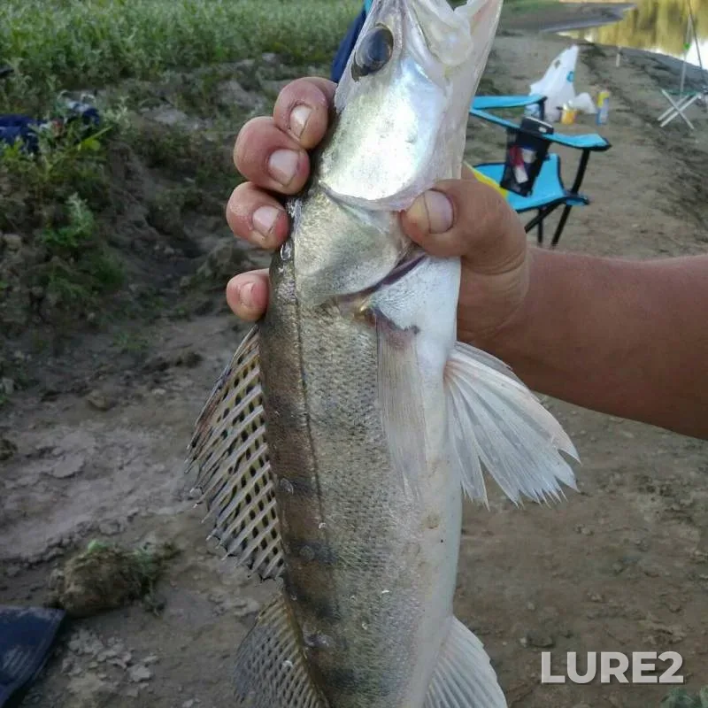 Bream, Roach — Charysh, Aug 31, 2017