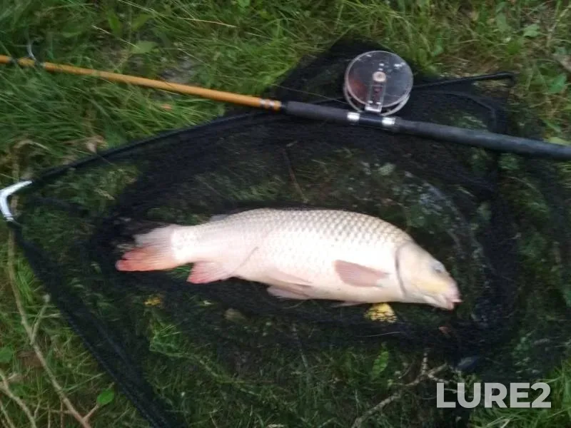 Carp — protoka Bobrovskaya, Jul 21, 2018