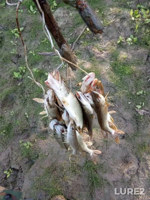 Pike — protoka Cheuskina, Aug 25, 2019
