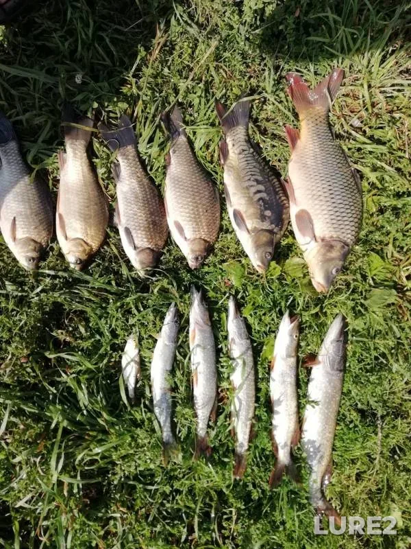Carp, Crucian carp — Altayskiy kray, Aug 07, 2018