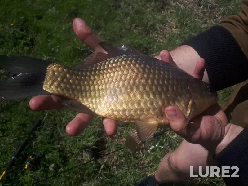 Crucian carp, Pike — Puchina, May 28, 2019