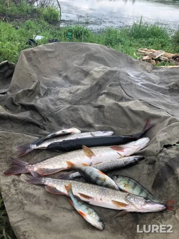 Perch, Pike — Altayskiy kray, Jul 18, 2019