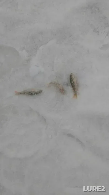 Perch — Ob, Dec 05, 2019