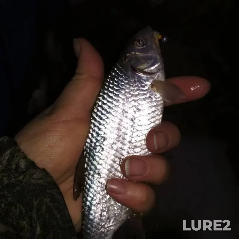 Roach — Ob, Dec 06, 2019