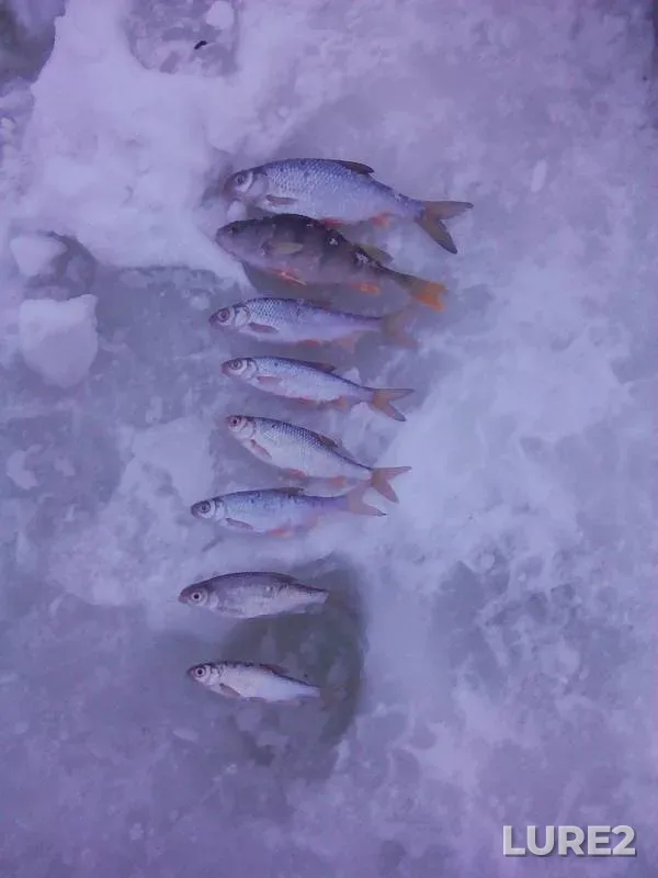 Perch, Roach — Pavlovskoye, Jan 04, 2020