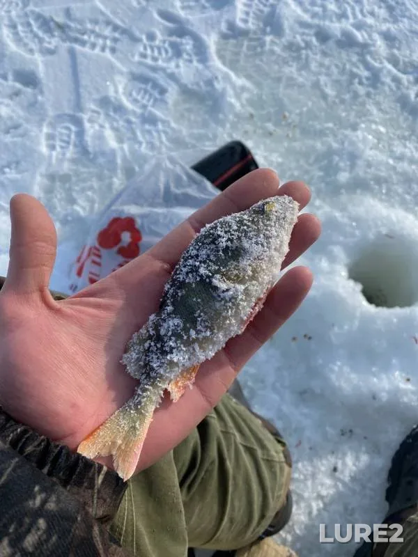 Perch — Altayskiy kray, Aleyskiy rayon, Feb 17, 2020