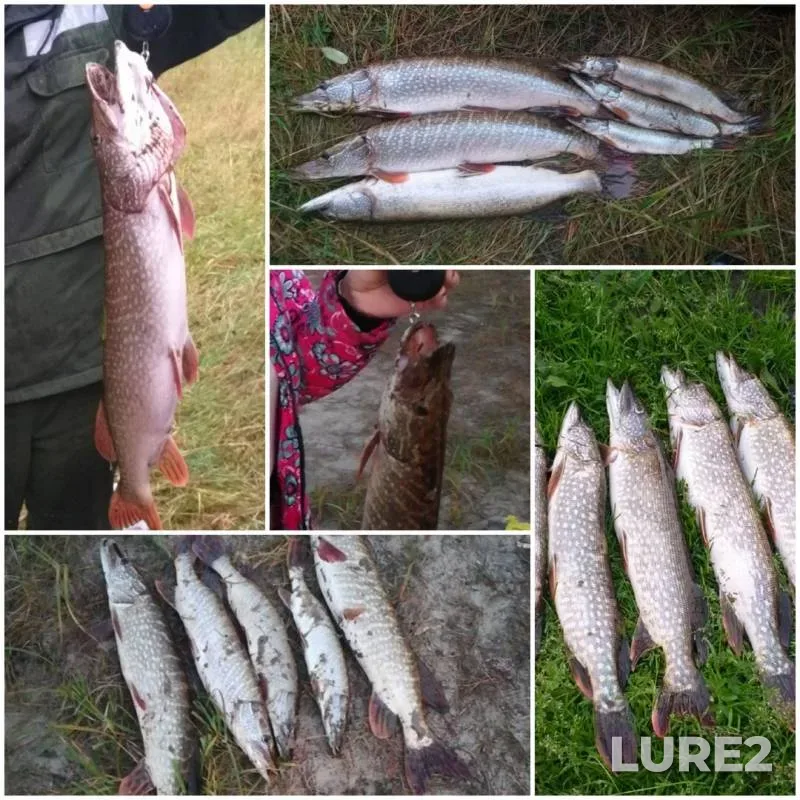 Pike — Tundrinskaya Kurya, Sep 20, 2019