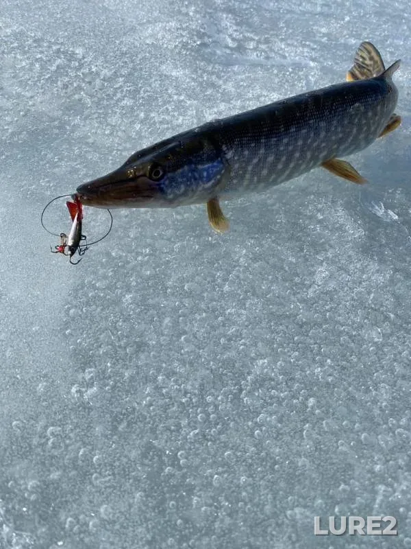 Pike — Aley, Mar 24, 2020
