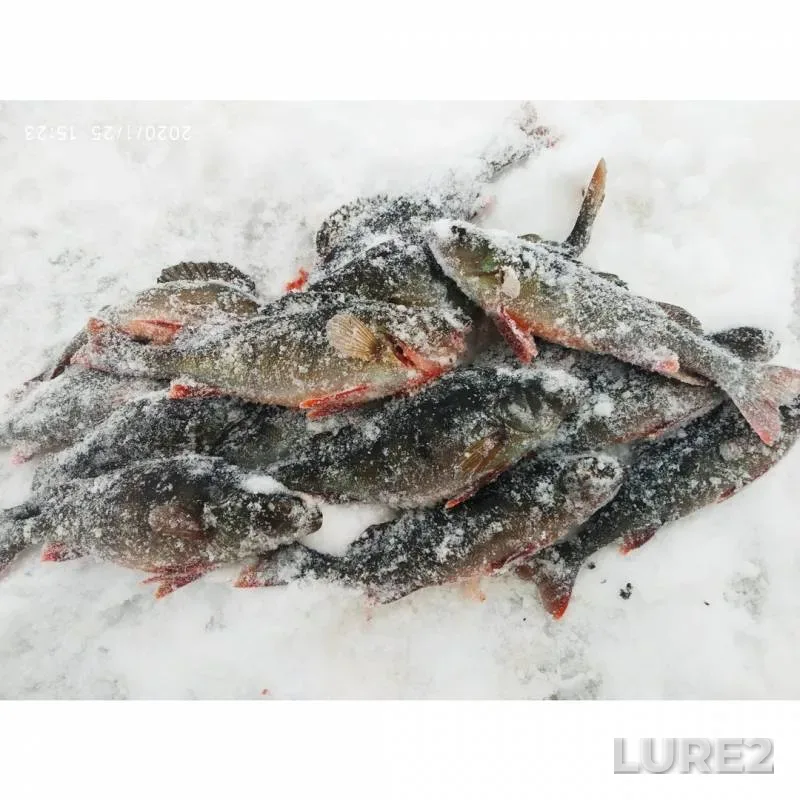 Perch — Sevchuga, Jan 25, 2020