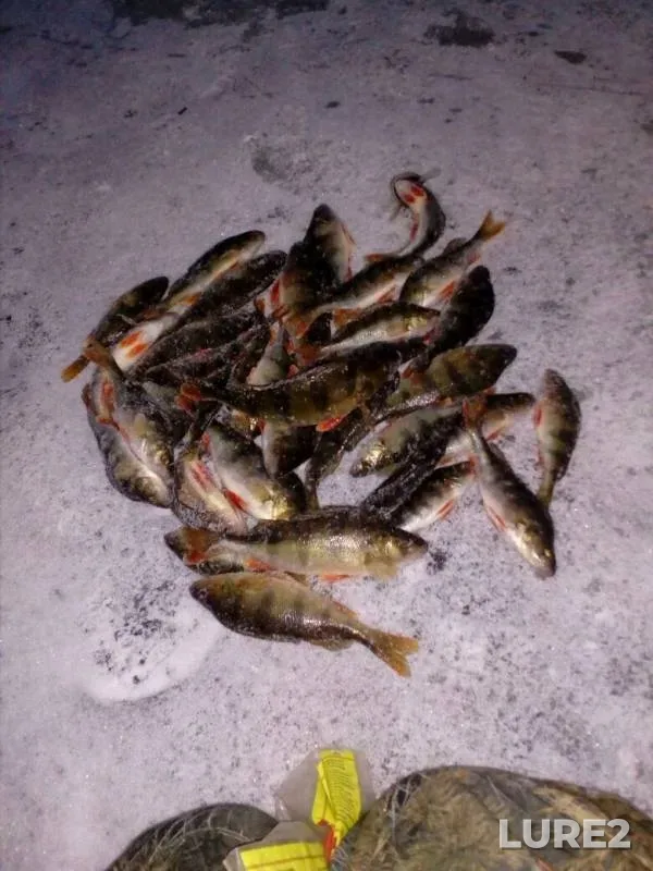 Perch — Ustya, Dec 12, 2019