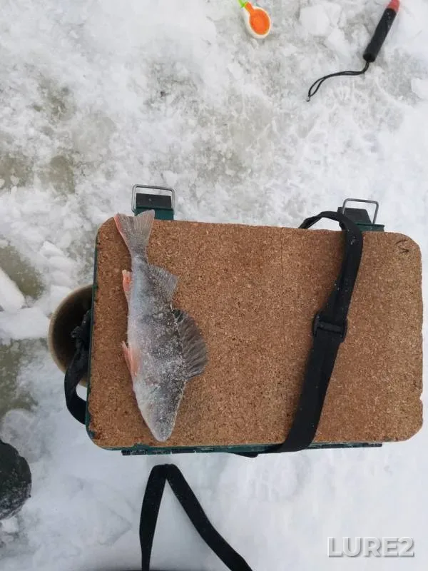 Perch — Kholmovskoye, Jan 05, 2020