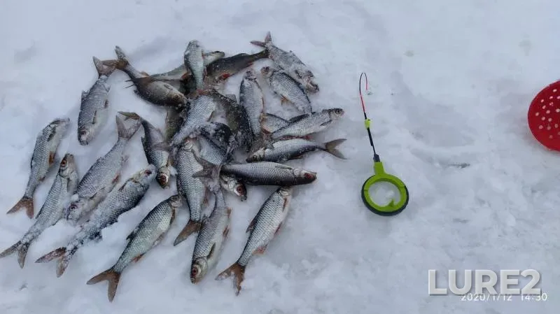 Roach — Arkhangelskaya oblast, Primorskiy munitsipalnyy okrug, Jan 12, 2020
