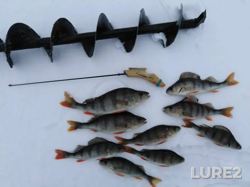 Perch — Shuya, Jan 15, 2020