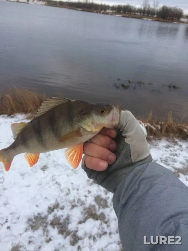Perch — Bolshoy Balyk, Oct 21, 2019
