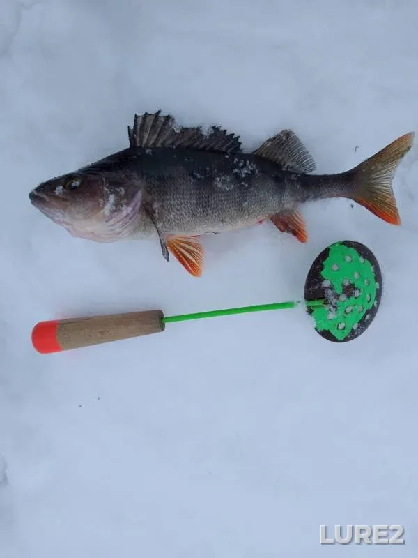 Perch — Kovozero, Feb 17, 2020