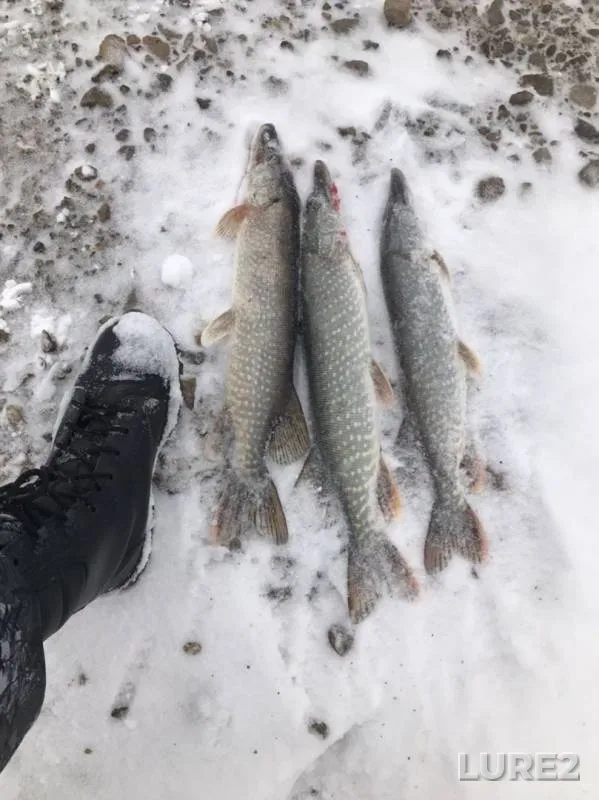 Pike — Malyy Balyk, Oct 21, 2019