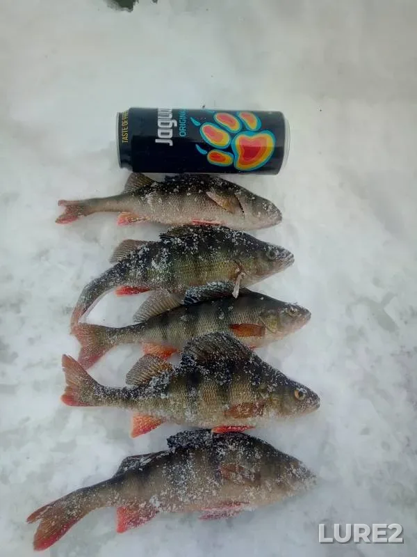 Perch, Roach — Nizhneye Yernozero, Mar 06, 2020