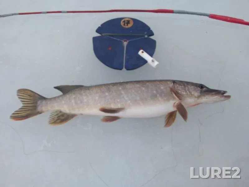 Pike — Severnaya Dvina, Mar 11, 2020