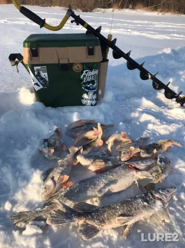 Perch, Pike — proka Mylmut, Nov 12, 2019