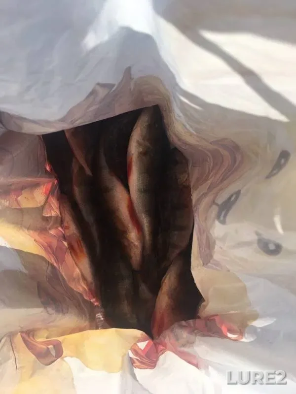 Perch — Arkhangelskaya oblast, Mar 20, 2020