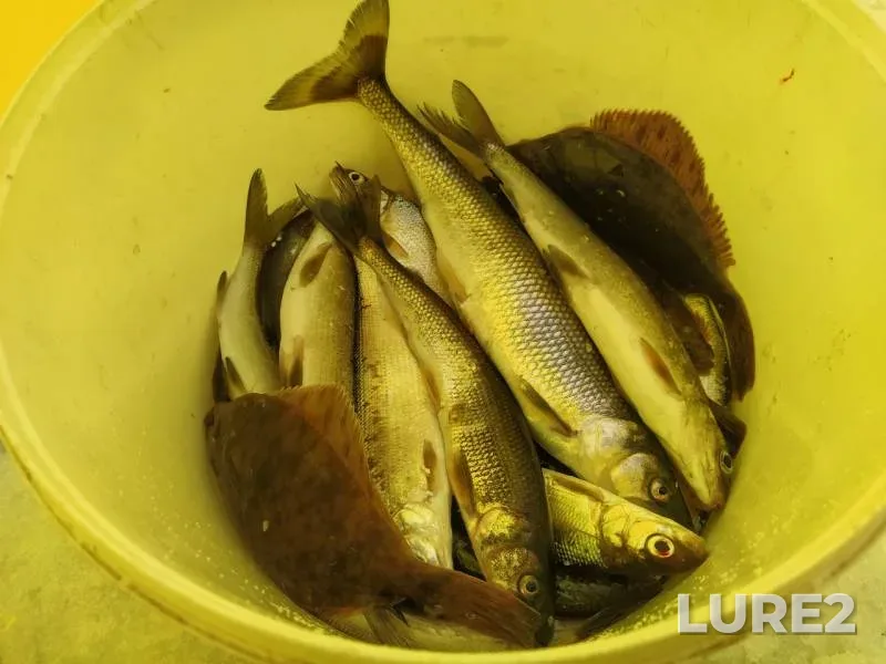 Roach — Chubola, Apr 02, 2020