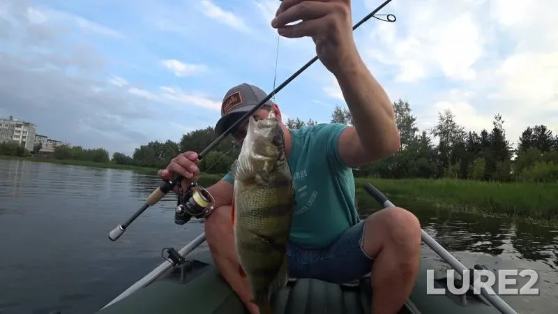 Perch, Pike — Volokhnitsa, Aug 11, 2018