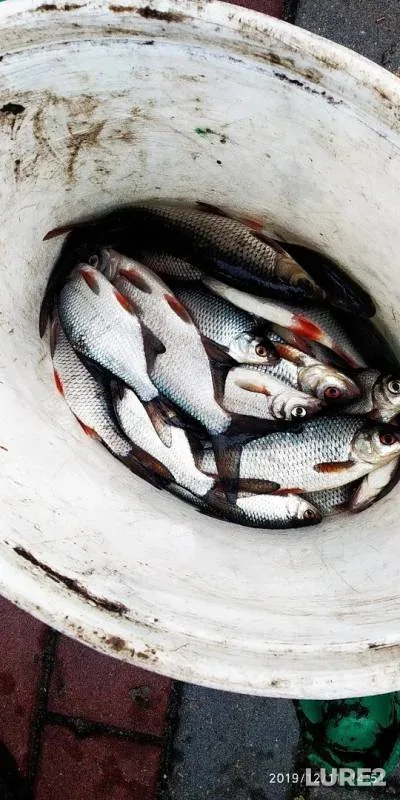 Roach — Brestskaya oblast, Dec 11, 2019