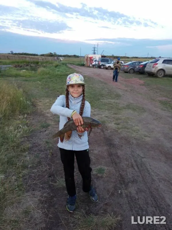 Carp — Chelyabinskaya oblast, Jul 10, 2017