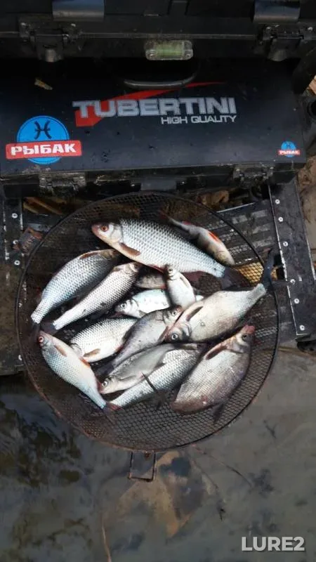 Roach, White bream — Brestskaya oblast, Jan 23, 2020