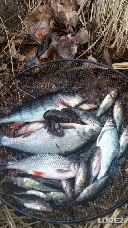 Perch, Roach — Brestskaya oblast, Jan 27, 2020