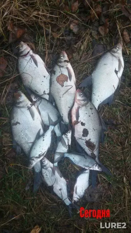 Bream — Brestskaya oblast, Jan 31, 2020