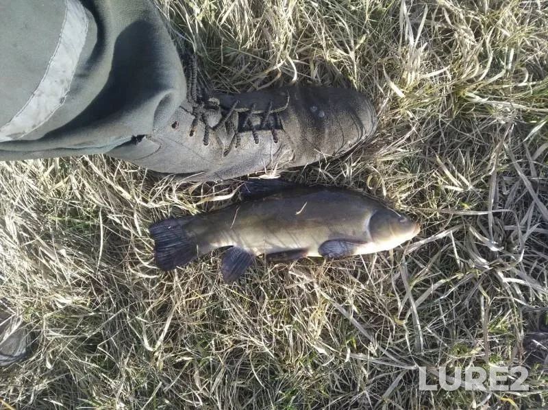 Perch, Roach — Lesnaya, Feb 18, 2020