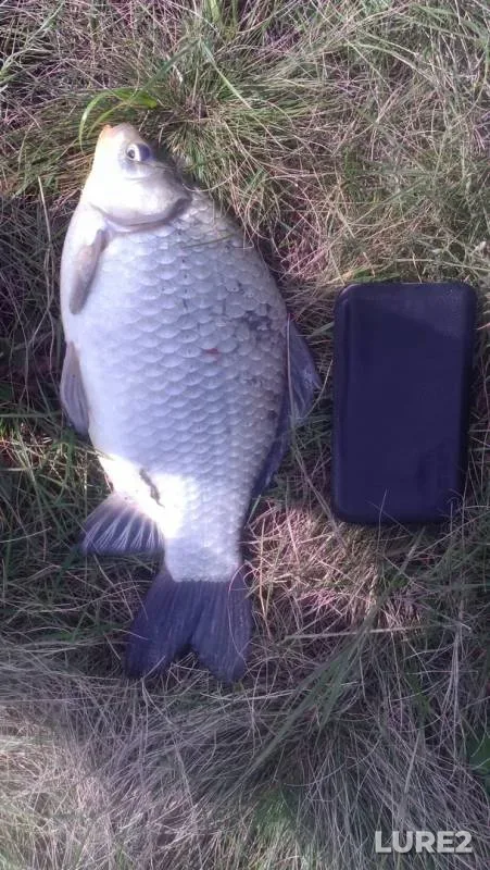Crucian carp — Chelyabinskaya oblast, Krasnoarmeyskiy rayon, Sep 01, 2018