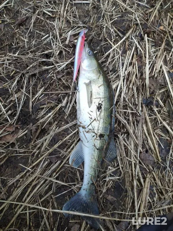 Zander — Brestskaya oblast, Feb 23, 2020