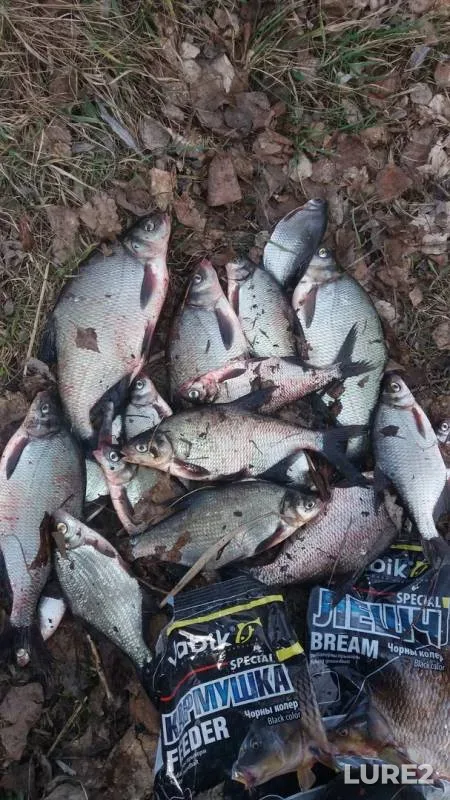 Bream — Brestskaya oblast, Feb 28, 2020