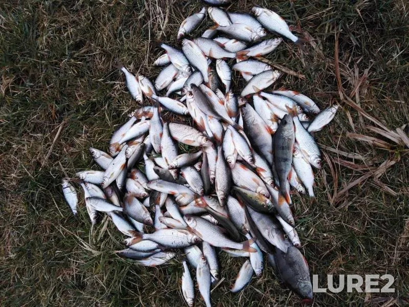 Perch, Roach — Pulva, Mar 09, 2020