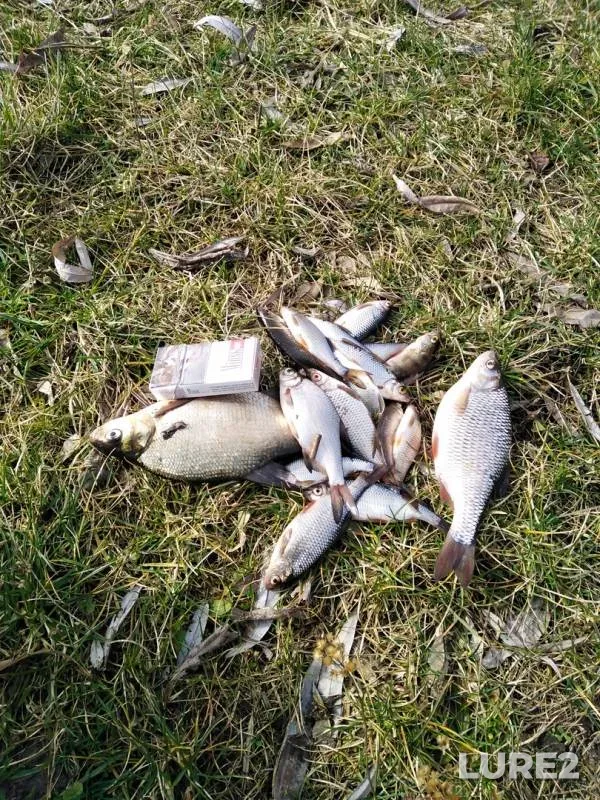 Bream, Perch — Mukhavets, Mar 12, 2020