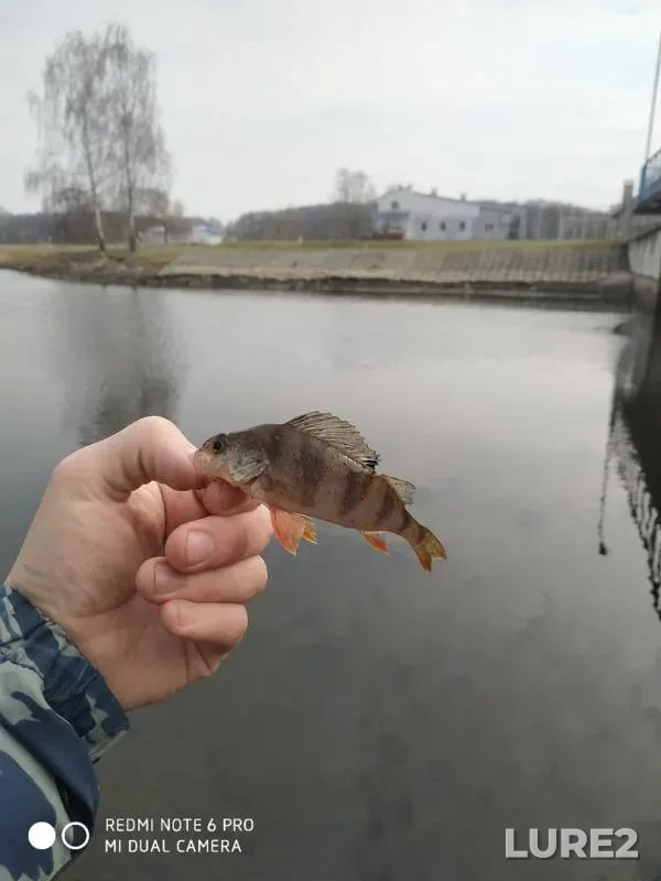 Perch, Pike — Mukhavets, Mar 18, 2020