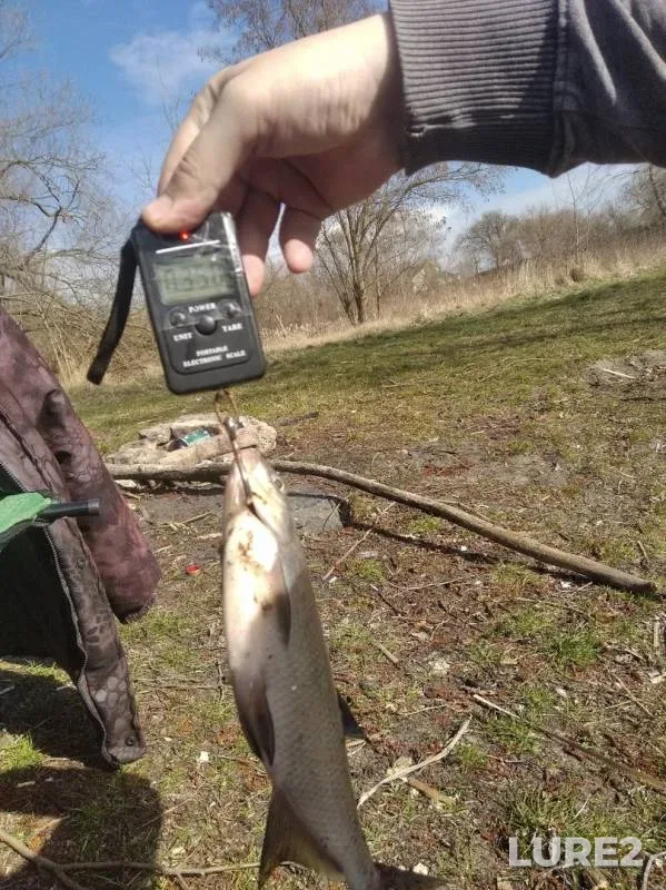 Bream — Brestskaya oblast, Mar 20, 2020