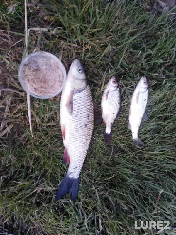 Chub, Roach — Lesnaya, Mar 28, 2020