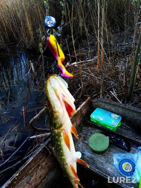 Pike — Zerkalka, Apr 04, 2020